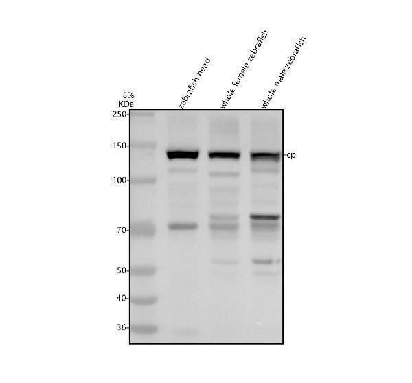Western blot analysis of Ceruloplasmin/CP using anti-Ceruloplasmin/CP antibody (AZQ7ZU12)