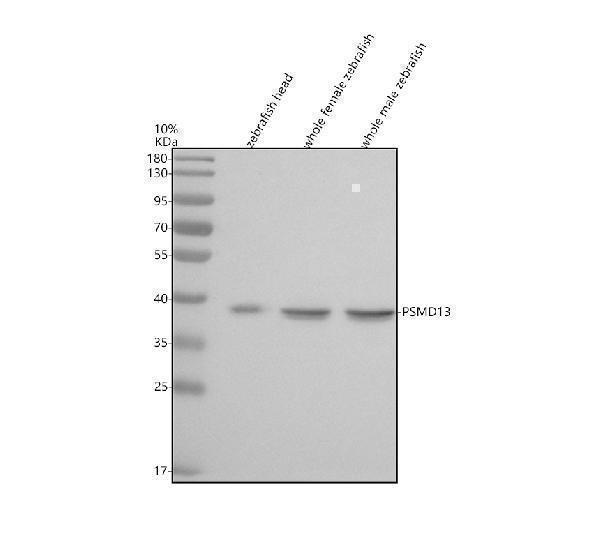 azq7zu69 psmd13 primary antibodies wb testing 1
