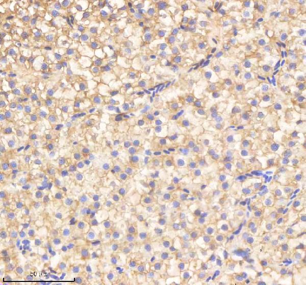 azq7zu99 vcp primary antibodies ihc testing 4