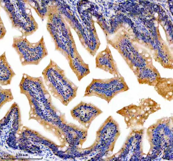 azq7zup5 dnaja2a b primary antibodies ihc testing 5