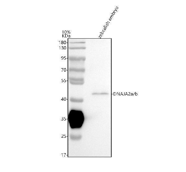 azq7zup5 dnaja2a b primary antibodies wb testing 1