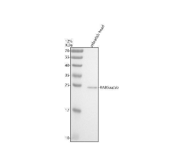 azq7zuw5 rab5aa ab primary antibodies wb testing 1