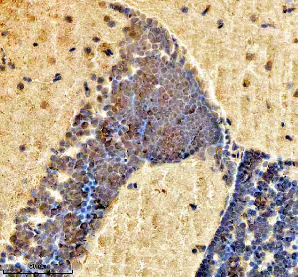 azq7zuy3 histone h2ax h2afx primary antibodies ihc testing 2