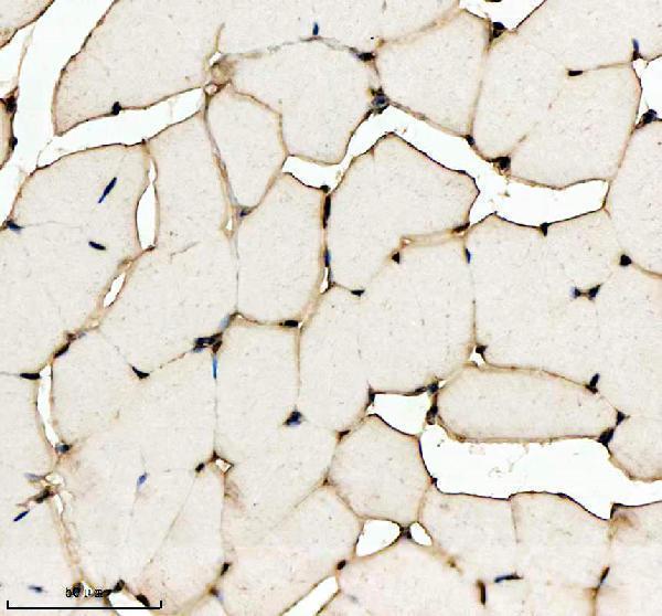 azq7zuy3 histone h2ax h2afx primary antibodies ihc testing 3