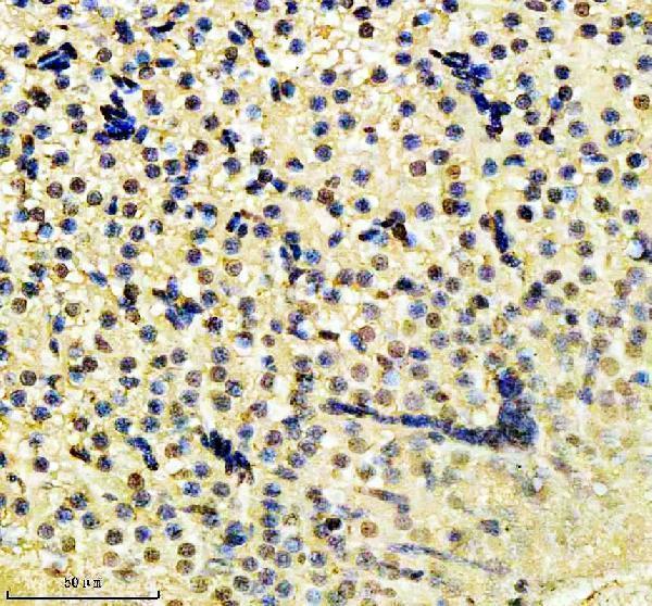 azq7zuy3 histone h2ax h2afx primary antibodies ihc testing 4