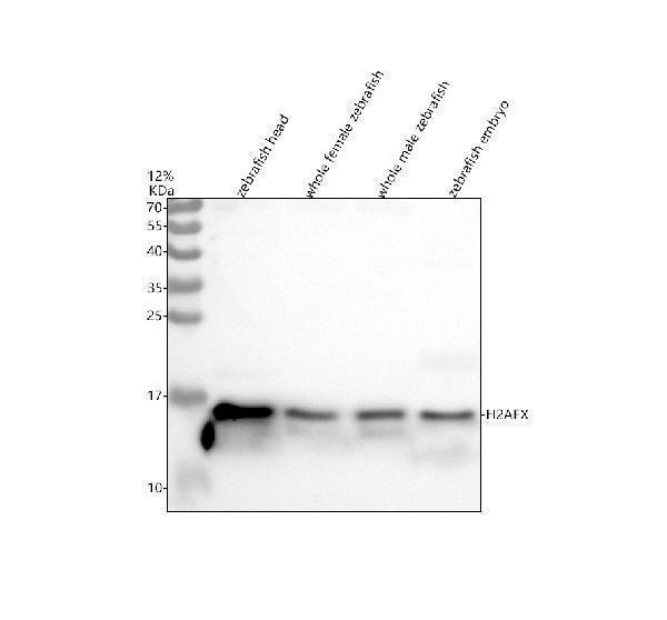azq7zuy3 histone h2ax h2afx primary antibodies wb testing 1