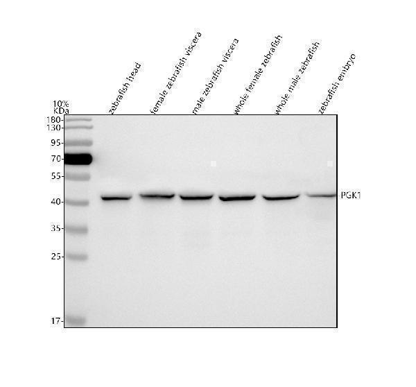  Western blot analysis of PGK1 using anti-PGK1 antibody (AZQ7ZV29)