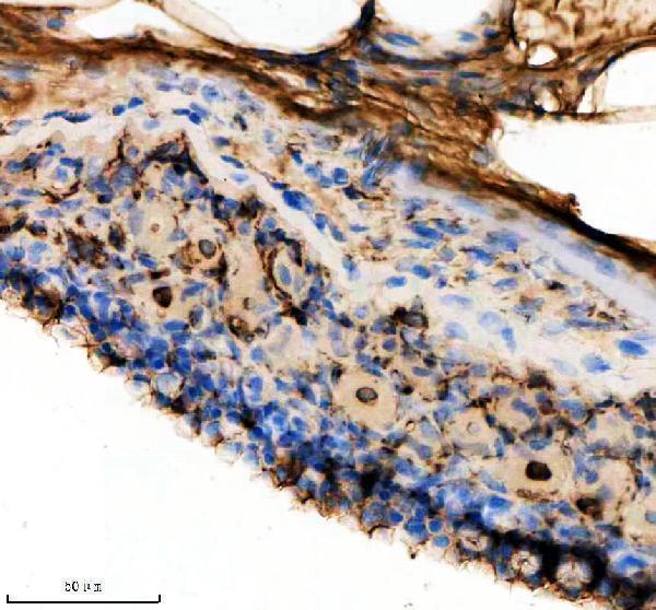 azq7zv49 1 hprt1 primary antibodies ihc testing 5