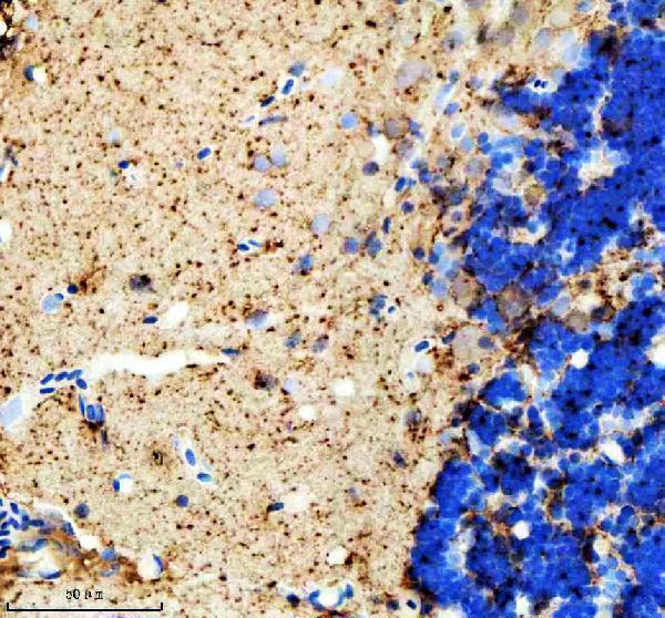 azq7zv49 1 hprt1 primary antibodies ihc testing 6