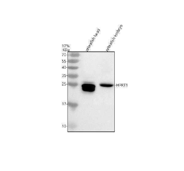  Western blot analysis of HPRT1 using anti-HPRT1 antibody (AZQ7ZV49-1)