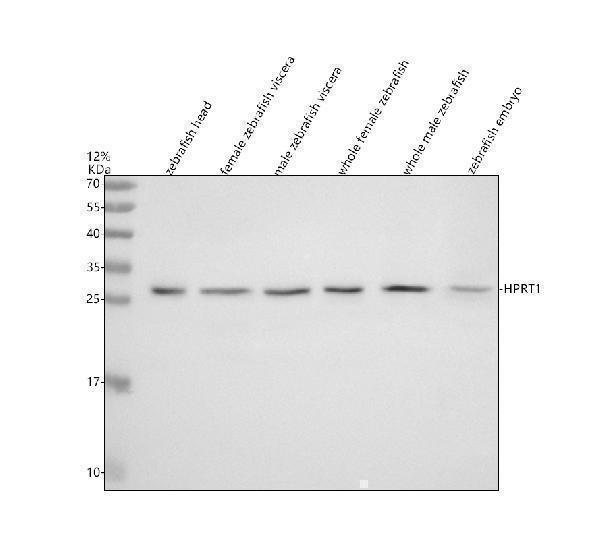  Western blot analysis of HPRT1 using anti-HPRT1 antibody (AZQ7ZV49)