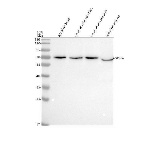 Western blot analysis of SDHA using anti-SDHA antibody (AZQ7ZVF3)