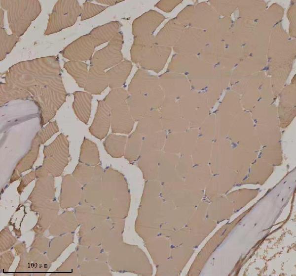  IHC analysis of Beta Actin/ACTB using anti-Beta Actin/ACTB antibody (AZQ7ZVI7)