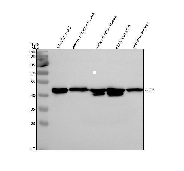  Western blot analysis of Beta Actin/ACTB using anti-Beta Actin/ACTB antibody (AZQ7ZVI7)