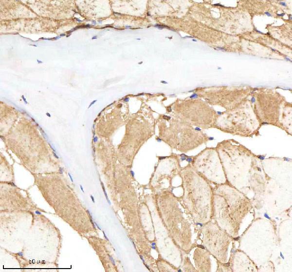 azq7zvi8 nploc4 primary antibodies ihc testing 2
