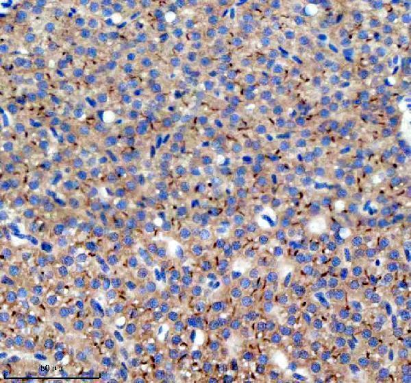 azq7zvl3 dlst primary antibodies ihc testing 4