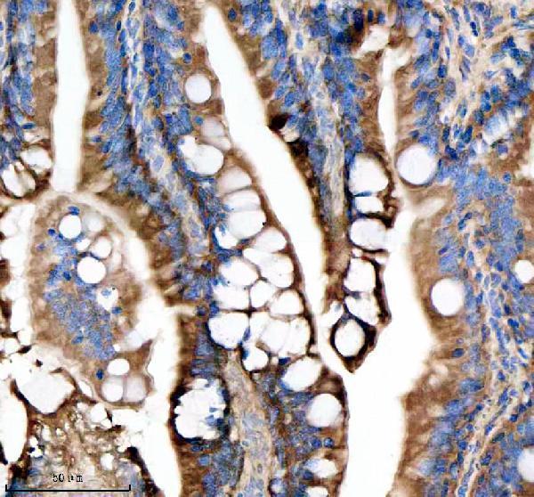 azq7zvl3 dlst primary antibodies ihc testing 5