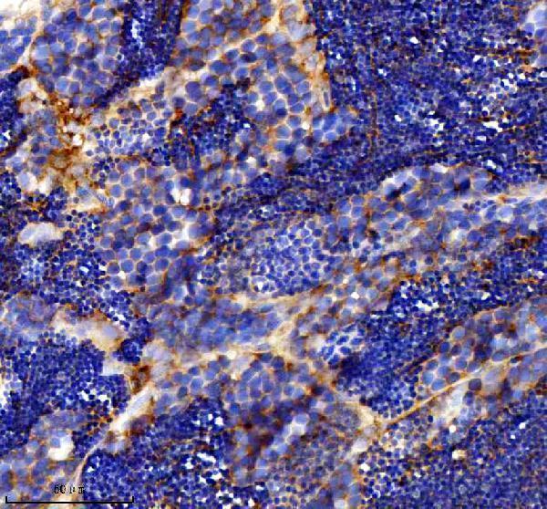 azq7zvl3 dlst primary antibodies ihc testing 6
