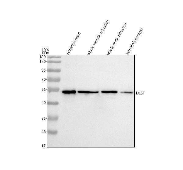  Western blot analysis of DLST using anti-DLST antibody (AZQ7ZVL3)