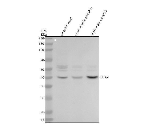 Western blot analysis of MKP-1/DUSP1 using anti-MKP-1/DUSP1 antibody (AZQ7ZVL8)