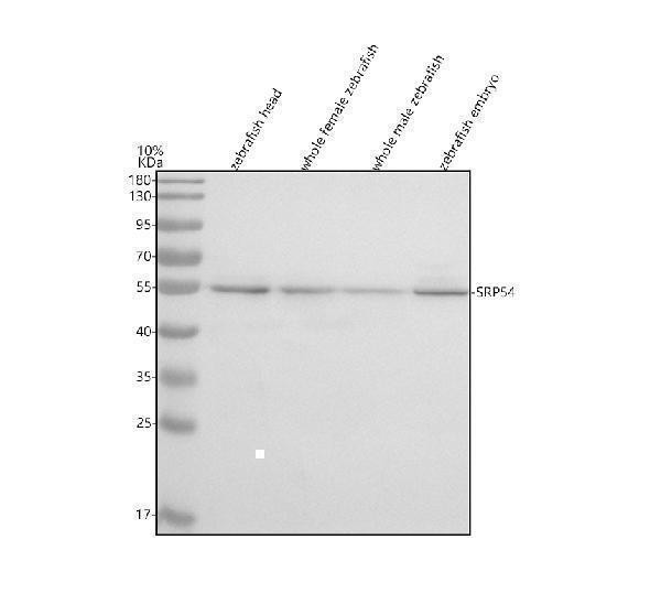 Western blot analysis of SRP54 using anti-SRP54 antibody (AZQ7ZVN5)