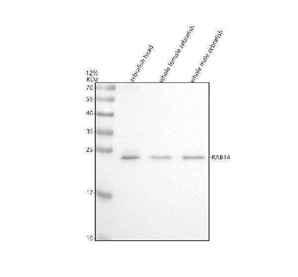 azq7zvx4 rab14 primary antibodies wb testing 1