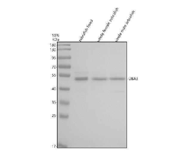Western blot analysis of UBA3 using anti-UBA3 antibody (AZQ7ZVX6)