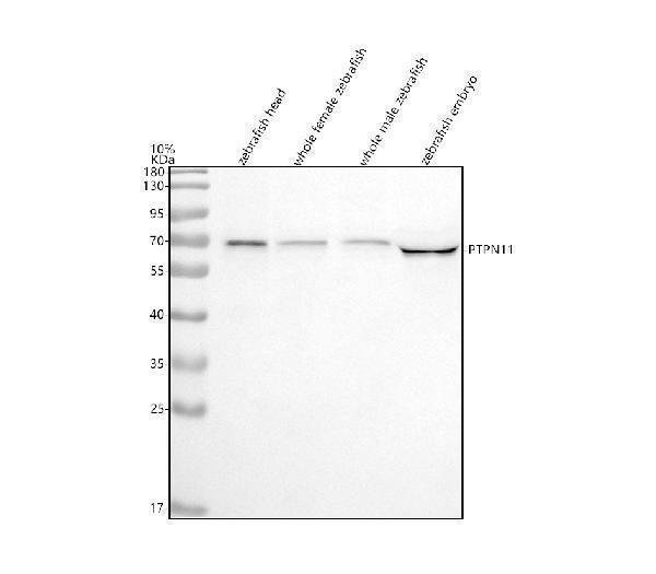  Western blot analysis of SHP2/PTPN11 using anti-SHP2/PTPN11 antibody (AZQ7ZW17)