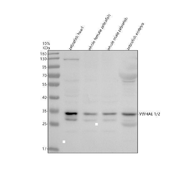 azq7zw20 ywhae1 2 primary antibodies wb testing 1