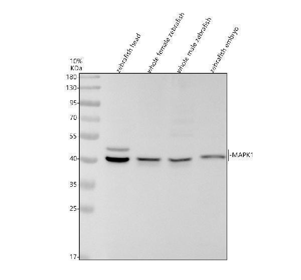 Western blot analysis of MAPK1 using anti-MAPK1 antibody (AZQ7ZW72)