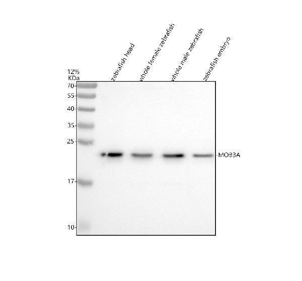  Western blot analysis of MOB3A/B/C using anti-MOB3A/B/C antibody (AZQ7ZW91)