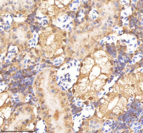 azq7zwd1 psmc1a b primary antibodies ihc testing 4