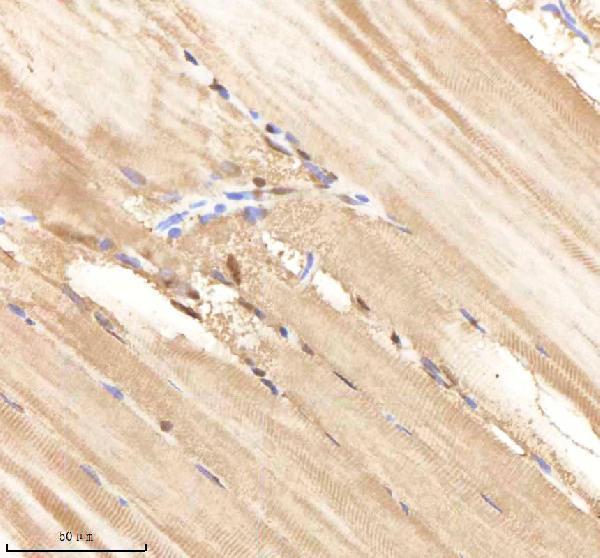 azq7zwd1 psmc1a b primary antibodies ihc testing 5