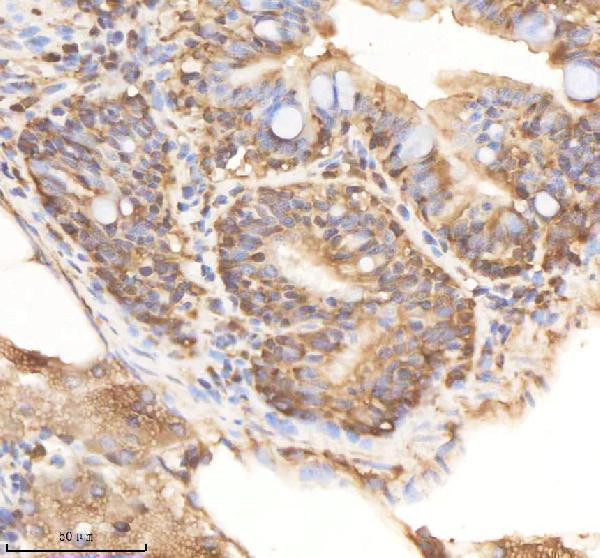 azq7zwd1 psmc1a b primary antibodies ihc testing 7