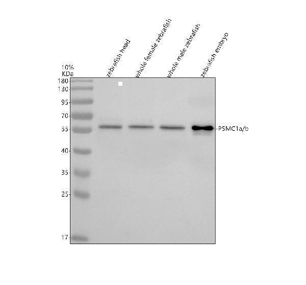 azq7zwd1 psmc1a b primary antibodies wb testing 1