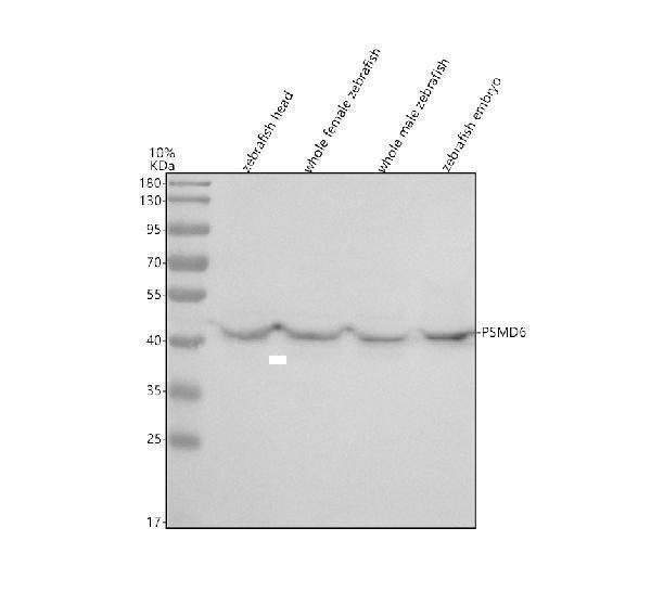 Western blot analysis of PSMD6 using anti-PSMD6 antibody (AZQ7ZWE5)