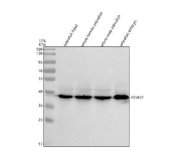 Western blot analysis of PSMD7 using anti-PSMD7 antibody (AZQ7ZYX7)
