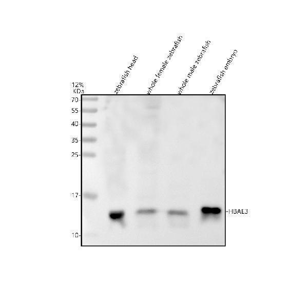 azq7zyz4 hbae3 primary antibodies wb testing 1