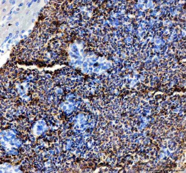 azq7zzj7 slc4a1a primary antibodies ihc testing 2