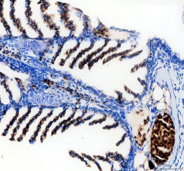 azq7zzj7 slc4a1a primary antibodies ihc testing 3