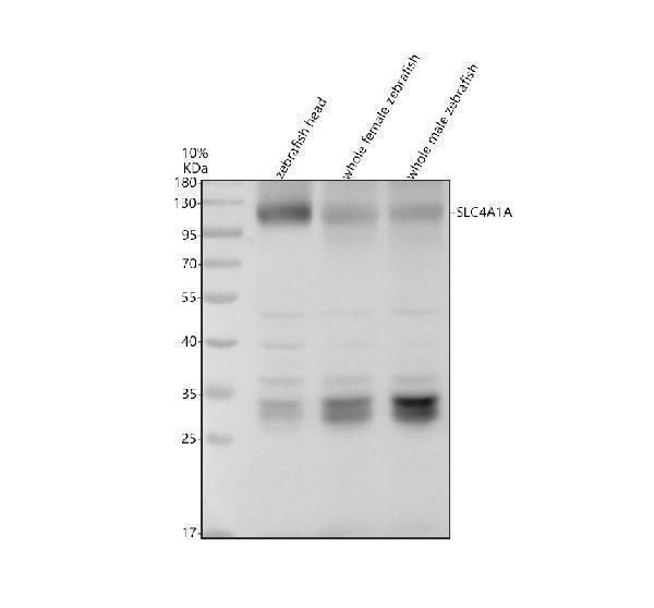 azq7zzj7 slc4a1a primary antibodies wb testing 1