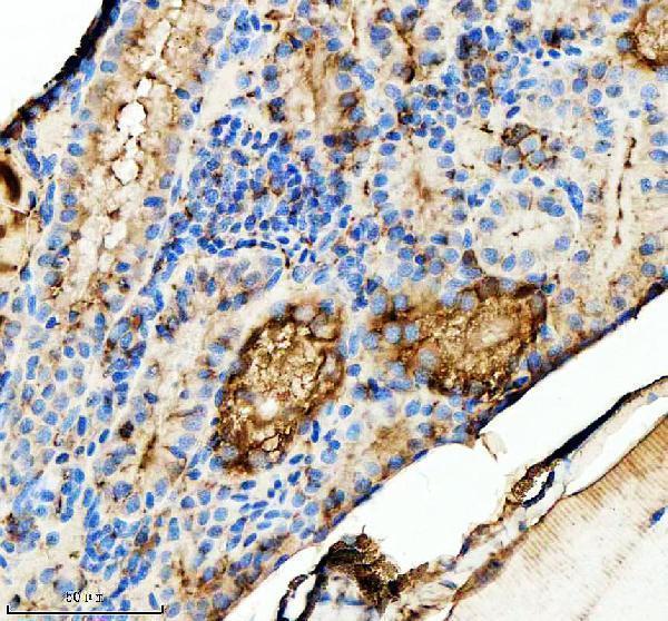 azq7zzu7 tgfb1a primary antibodies ihc testing 1
