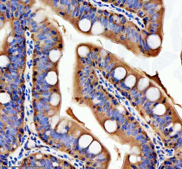 azq7zzu7 tgfb1a primary antibodies ihc testing 2