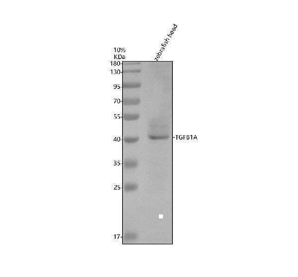 azq7zzu7 tgfb1a primary antibodies wb testing 1