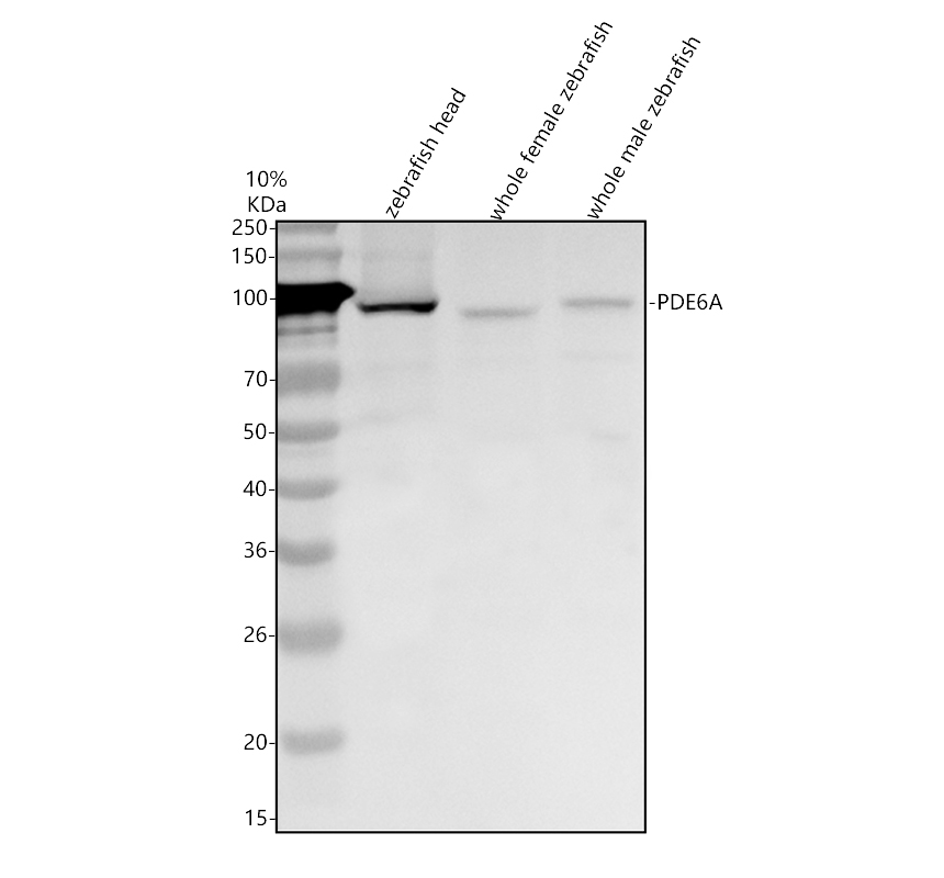 azq800e7 pde6a primary antibodies wb testing 1