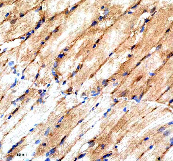 azq801u3 srsf3a b primary antibodies ihc testing 3