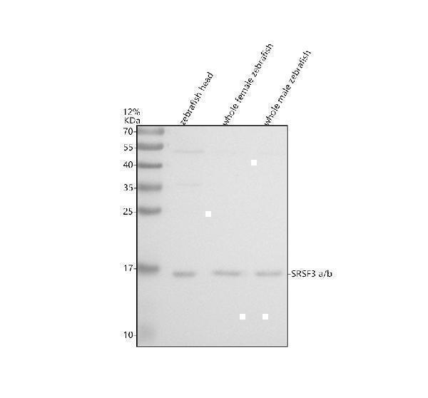 azq801u3 srsf3a b primary antibodies wb testing 1