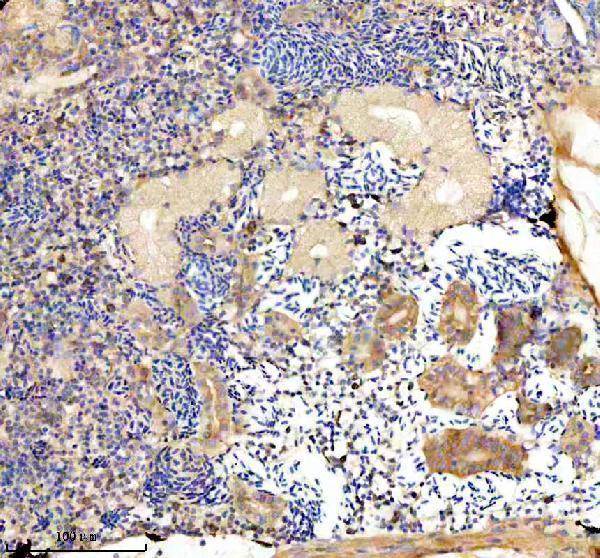 azq802c9 eif4a1a b 2 primary antibodies ihc testing 3