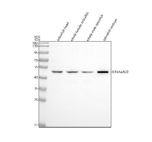 azq802c9 eif4a1a b 2 primary antibodies wb testing 1