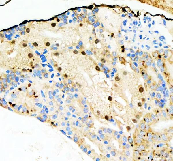azq802w4 nol10 primary antibodies ihc testing 1
